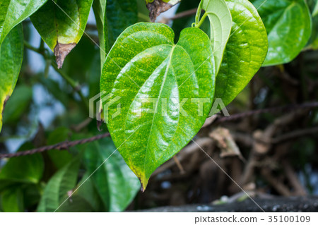 Wild Betel Leafbush green leaf Piper sarmentosum  35100109