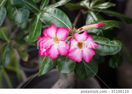 Pink Desert Rose or Impala Lily or Mock Azalea  35100110