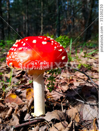 Mushroom in the forest closeup , selective focus 35100250
