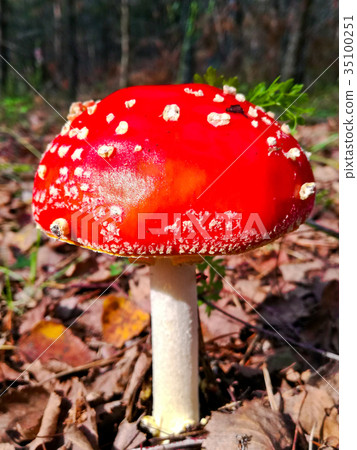 Mushroom in the forest closeup , selective focus Mushroom in the forest closeup , selective focus 35100251