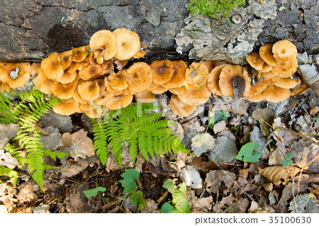Honey agaric top view .A lot of honey agaric 35100630