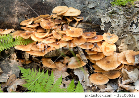 Honey agaric .A lot of honey agaric growing  35100632