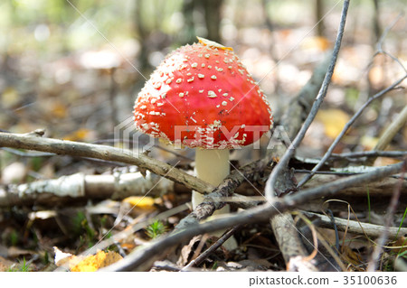 Mushroom in the forest closeup , selective focus. Mushroom in the forest closeup , selective focus. 35100636