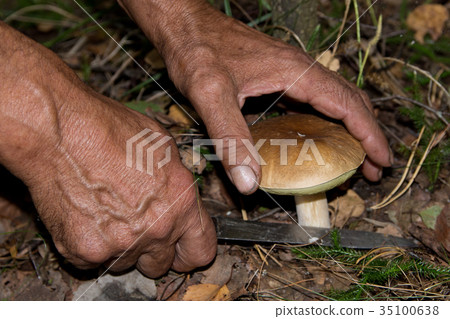 The search for mushrooms in the woods.  35100638