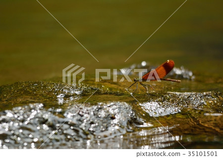 Miyama Kawatombo 35101501