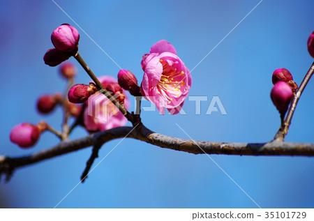 Kobai Kobai 35101729