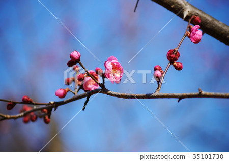 Kobai Kobai 35101730