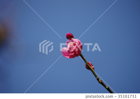 Kobai Kobai 35101731