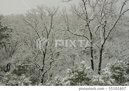 Snow scene 35101807