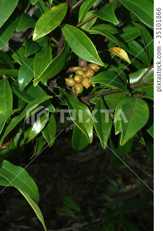 Fruit of Calata Neota Tamama Fruit of Calata Neota Tamama 35101866