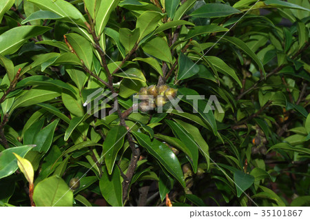 Fruit of Calata Neota Tamama 35101867