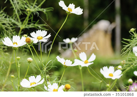 Terraced cosmos Terraced cosmos 35101868