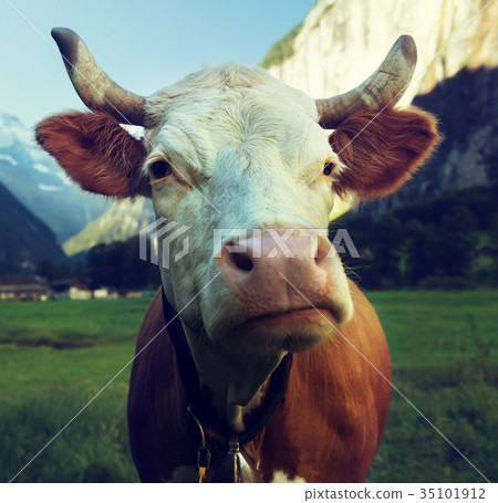 Cow on Alps. Jungfrau region, Switzerland 35101912