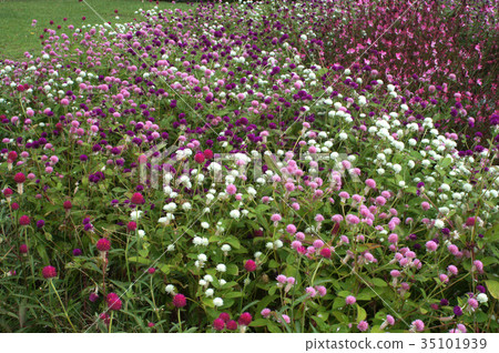 Thousand and red flowers - Stock Photo [35101939] - PIXTA