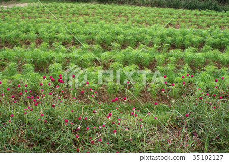 宇宙飛蛾幼苗 宇宙飛蛾幼苗 35102127