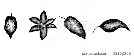 一部分的sumi繪畫Setfenbakia的葉子植物<內部的圖像> 35102896