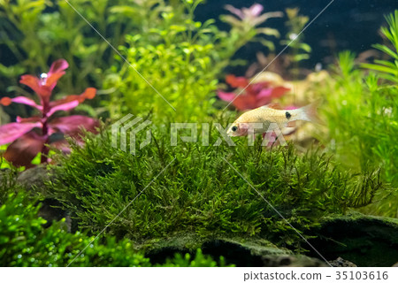 aquarium with tropical fish and natural plants. 35103616