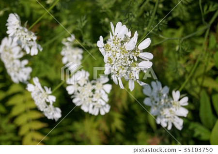 Orlea'白色蕾絲' Orlea'白色蕾絲' 35103750