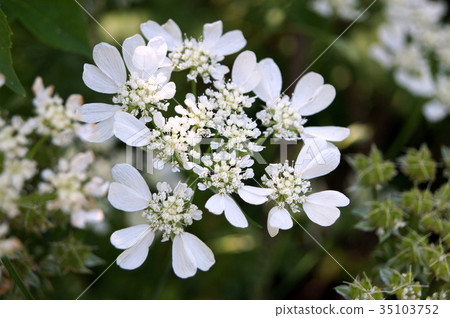 Orlea'白色蕾絲' 35103752