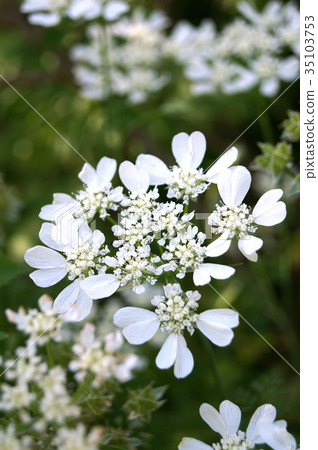 Orlea'白色蕾絲' 35103753