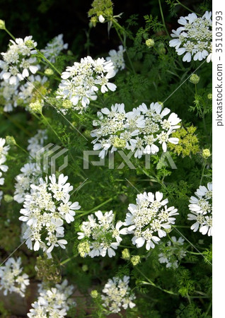 Orlea'White lace' 35103793