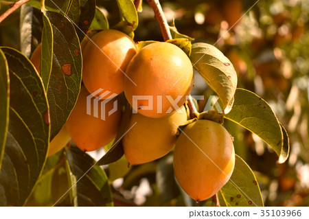Persimmon tree 35103966