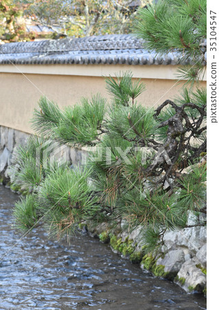 Pines in Shijiamachi 35104547