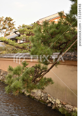 Pines in Shijiamachi 35104548