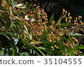 Fruit of the southern sky that has begun to color 35104555