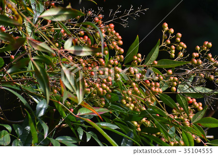 已經開始變色的南部天空的果實 35104555