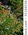 Fruit of the southern sky that has begun to color 35104556
