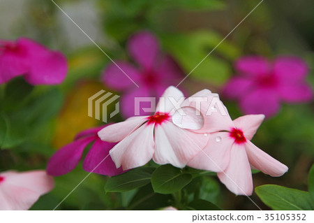 Flower and water drop image of raindrops Flower and water drop image of raindrops 35105352