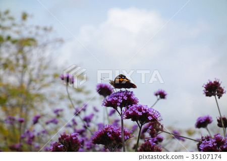 Akatateha perching on the flowers of Sanjak Verbena 35107174