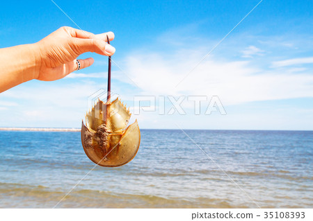 Close up hand holding horseshoe crab Close up hand holding horseshoe crab 35108393