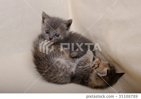 小貓（芒奇金） 35108789