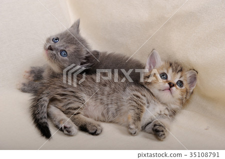 小貓(芒奇金) 小貓(芒奇金) 35108791