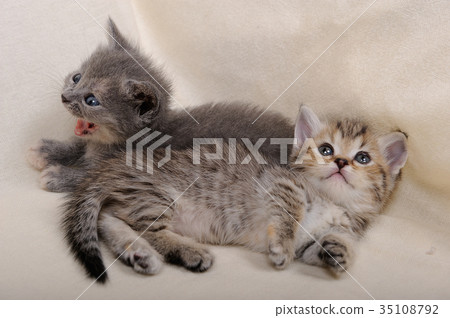 小貓（芒奇金） 35108792