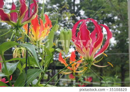 Gloriosa: Roth Childiana 35108820