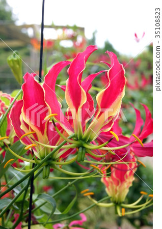 Gloriosa: Roth Childiana 35108823