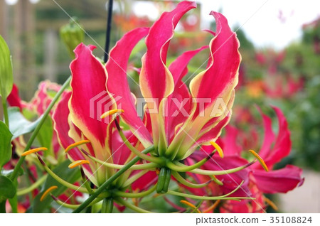 Gloriosa: Roth Childiana 35108824