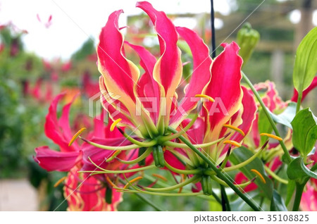 Gloriosa: Roth Childiana 35108825