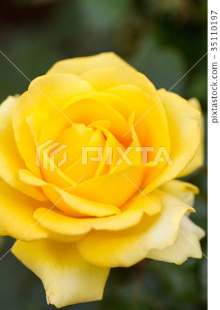 琥珀和法爾吉爾德 35110197