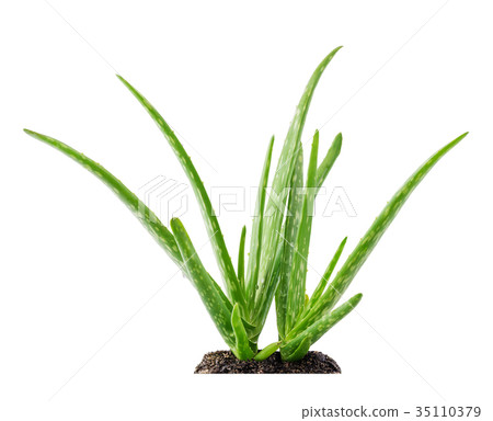 Aloe vera plant succulent with soil Aloe vera plant succulent with soil 35110379