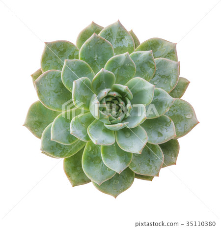 Ghost plant succulent isolated.Top view. Ghost plant succulent isolated.Top view. 35110380