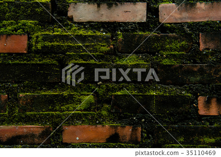 Wall brick with green fungus. 35110469