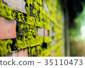 Wall brick with green fungus. 35110473