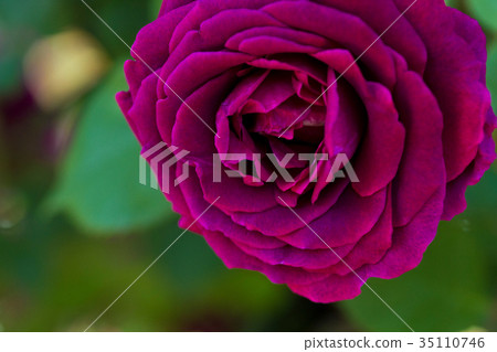 玫瑰和三上 玫瑰和三上 35110746