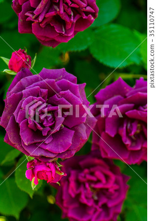 玫瑰和三上 35110747