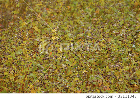 Buckwheat noodles Buckwheat noodles 35111345
