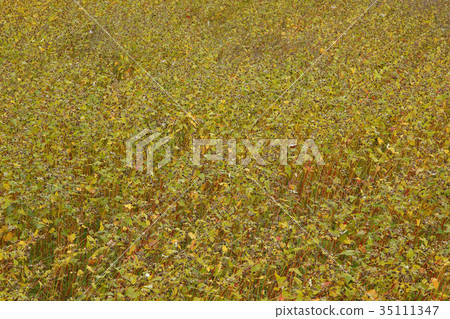 Buckwheat noodles Buckwheat noodles 35111347